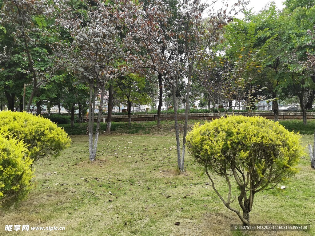 公园内修剪整齐的绿植景观