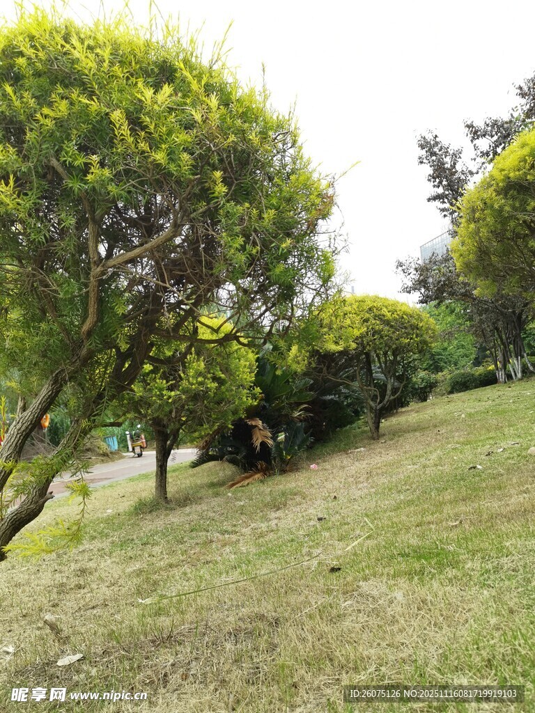 绿意盎然的户外草地树木