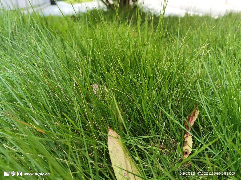 翠绿草地中的枯叶
