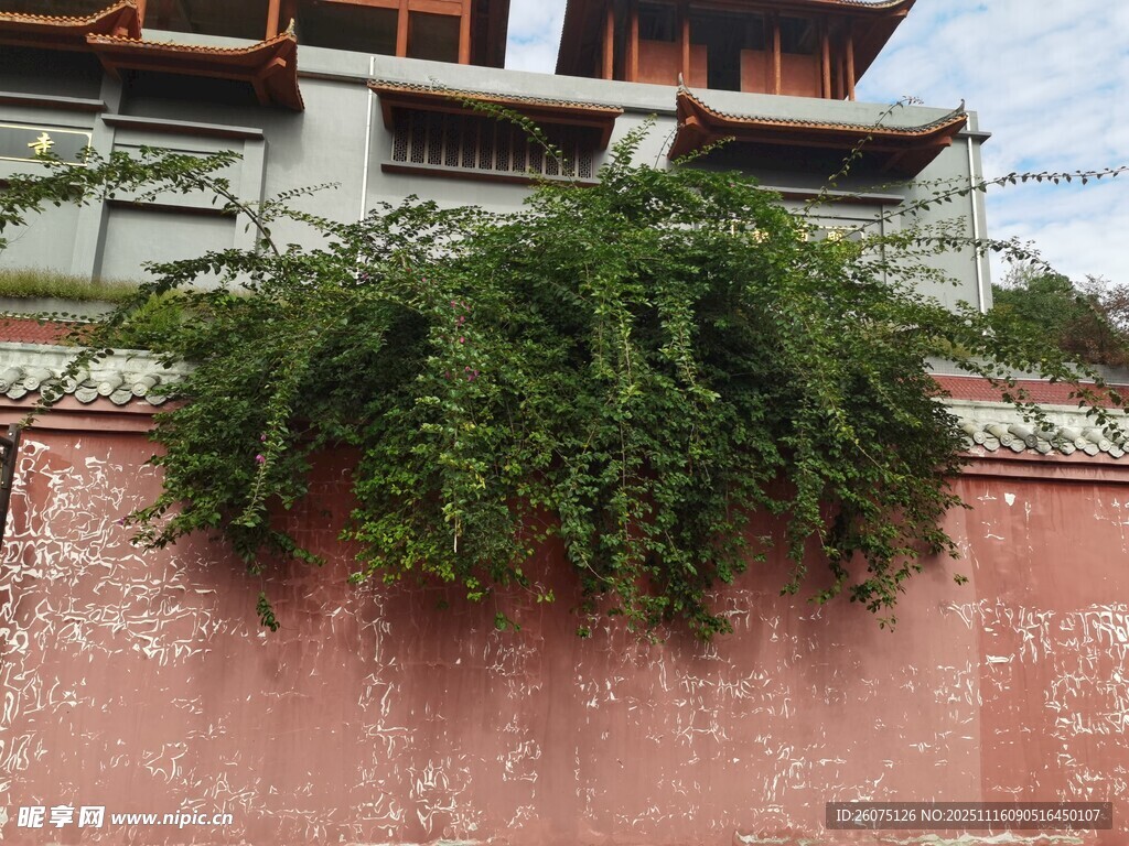 墙上绿植生机盎然