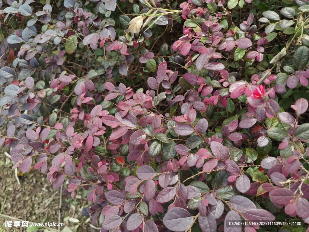 紫叶小檗绽放艳丽花朵