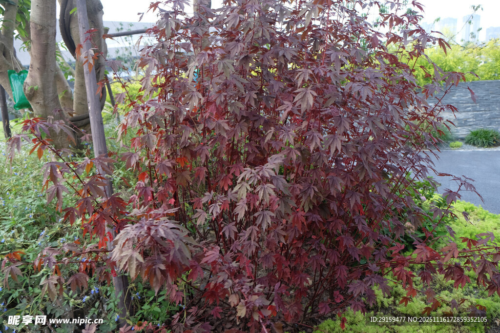 红叶植物景观