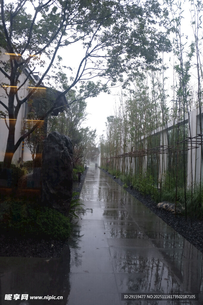 雨中湿润的林荫小道