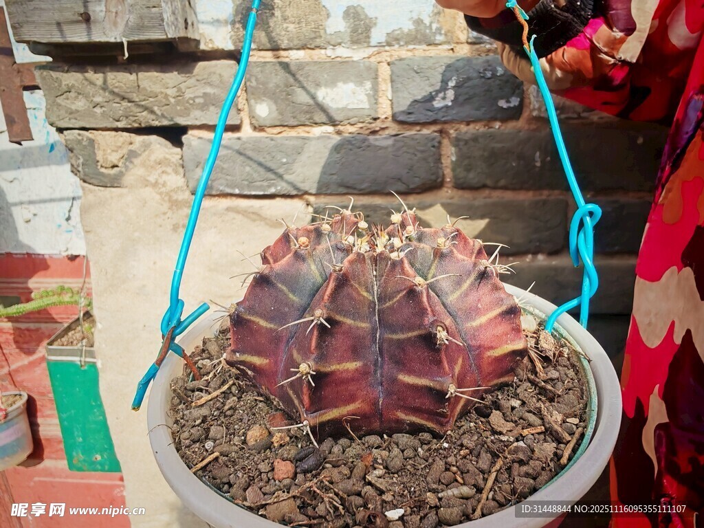 盆栽仙人球展示