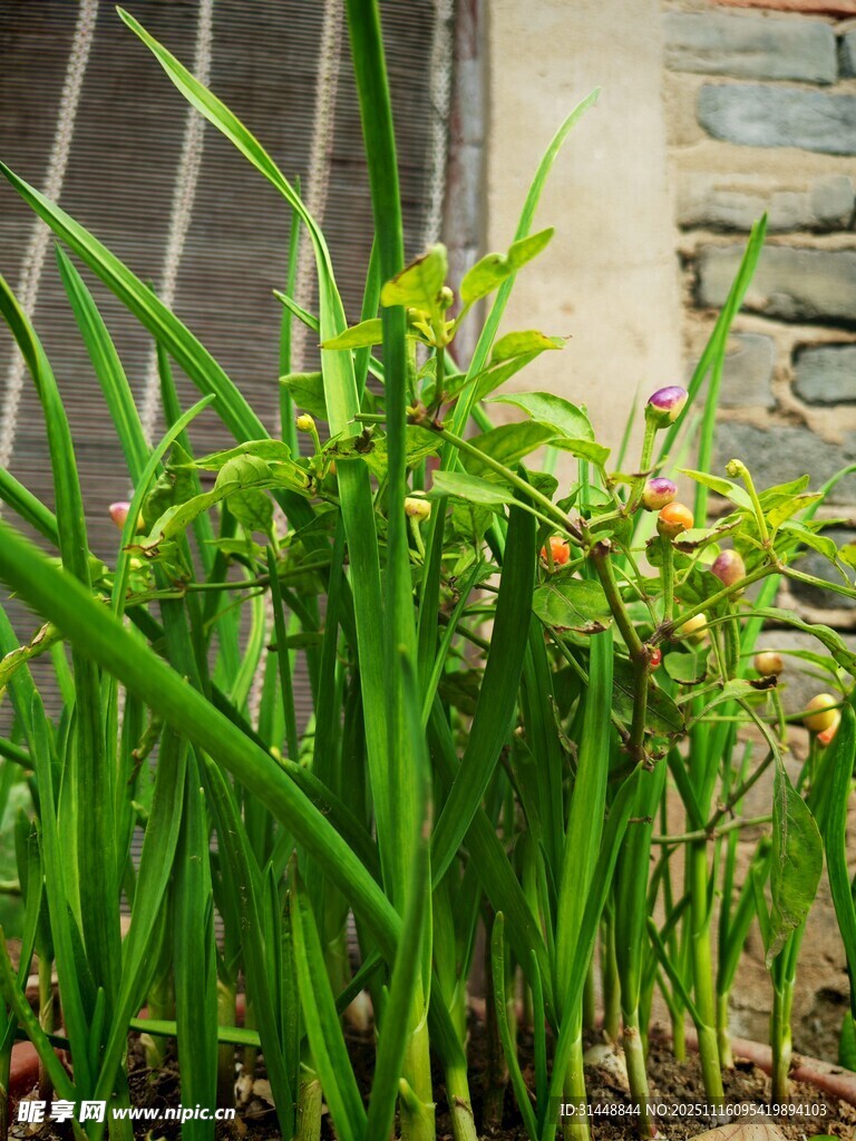 墙边葱郁绿植生机盎然