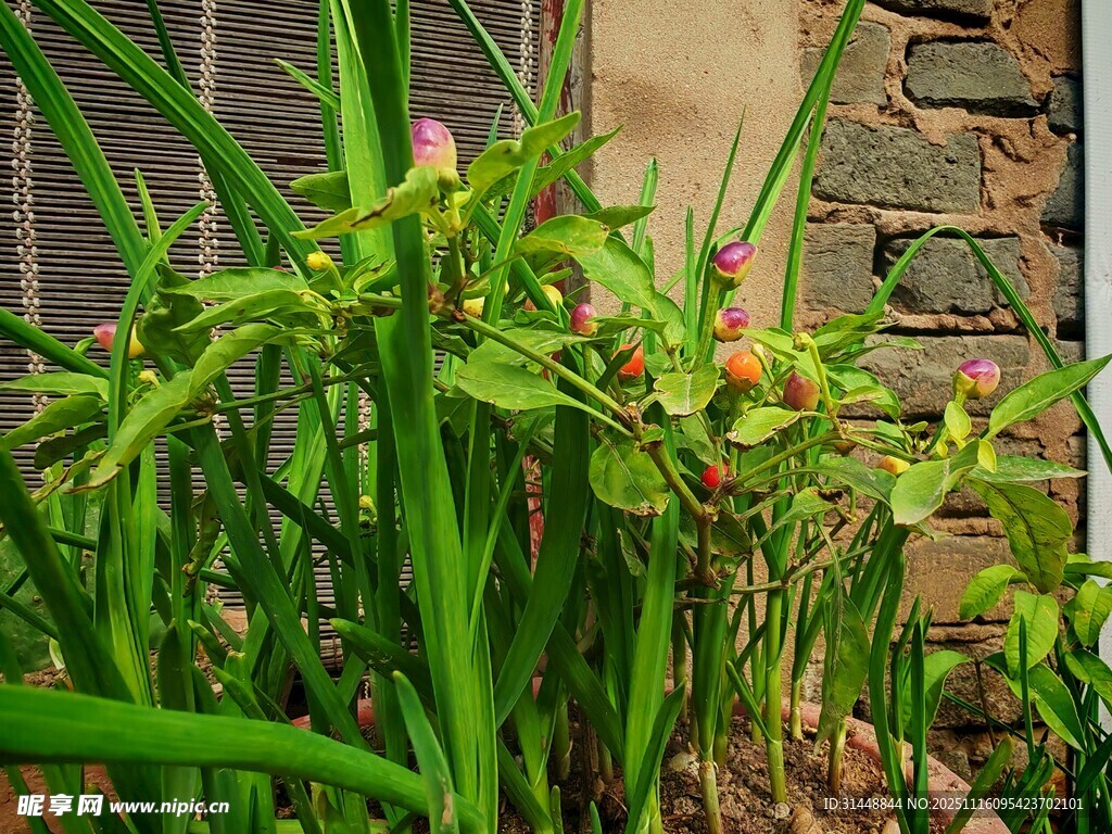 绿叶间的娇艳花朵