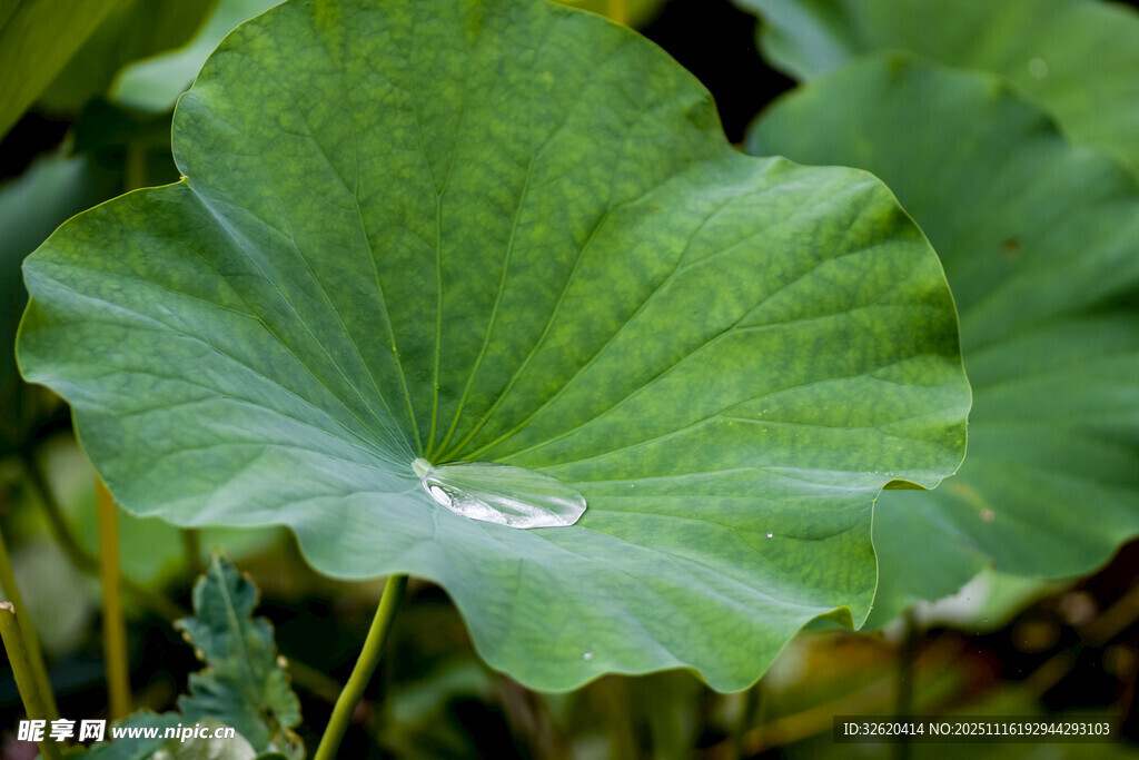 荷叶上的晶莹水珠