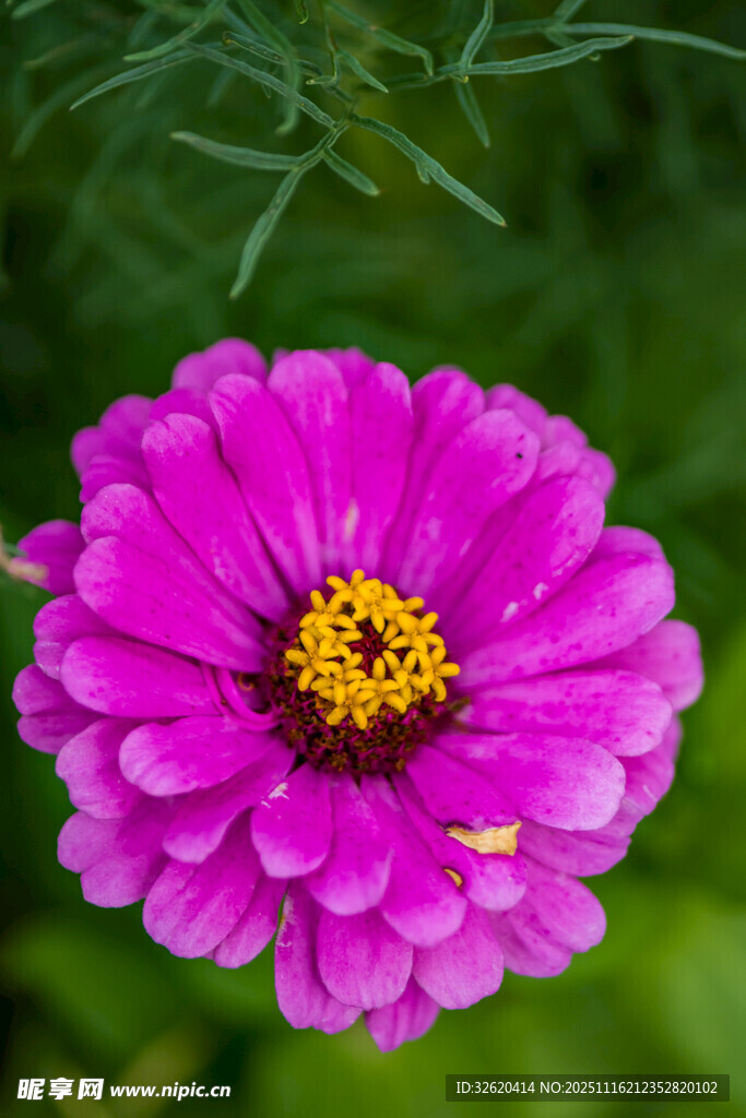 娇艳粉色百日菊