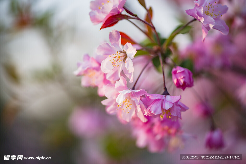 娇艳绽放的烂漫粉色樱花