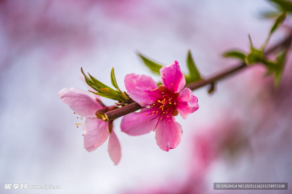 娇艳桃花枝头绽放