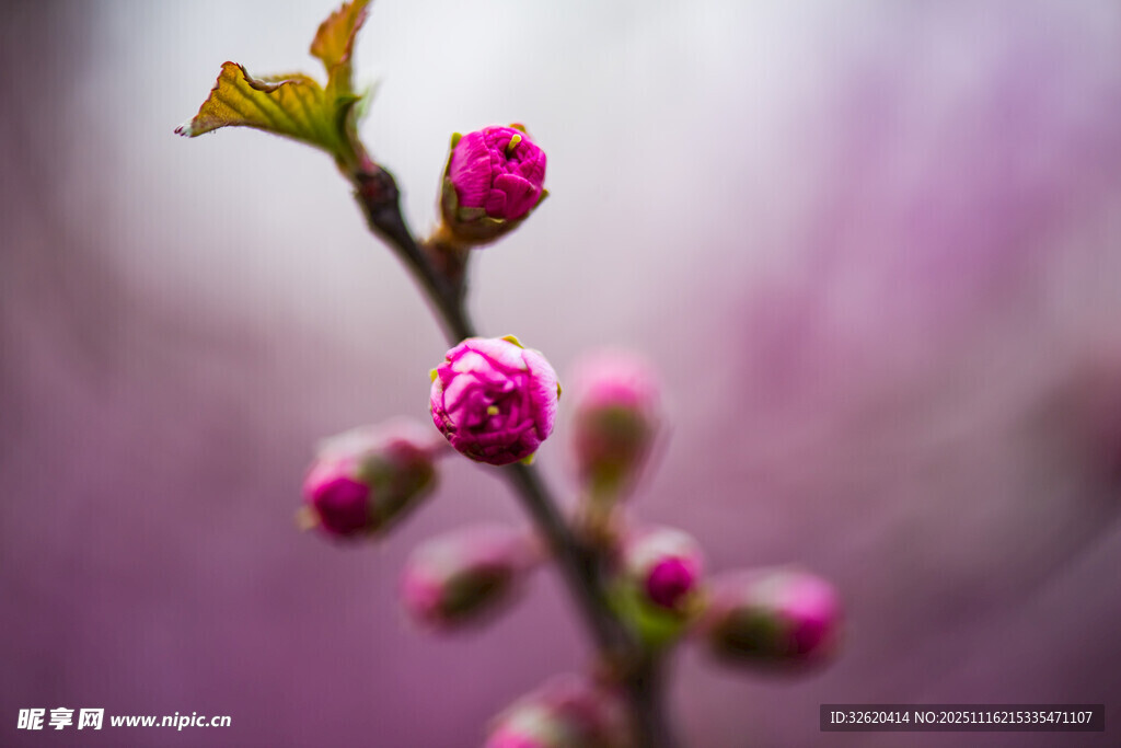 枝头粉嫩花苞初绽