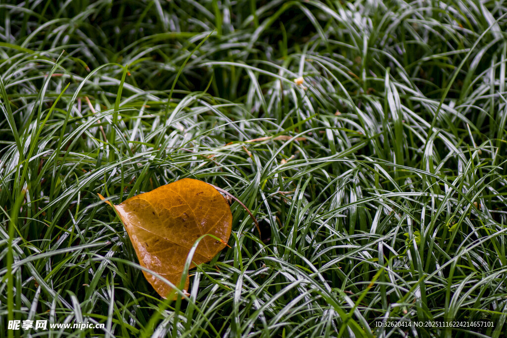 草丛中的一片金黄落叶
