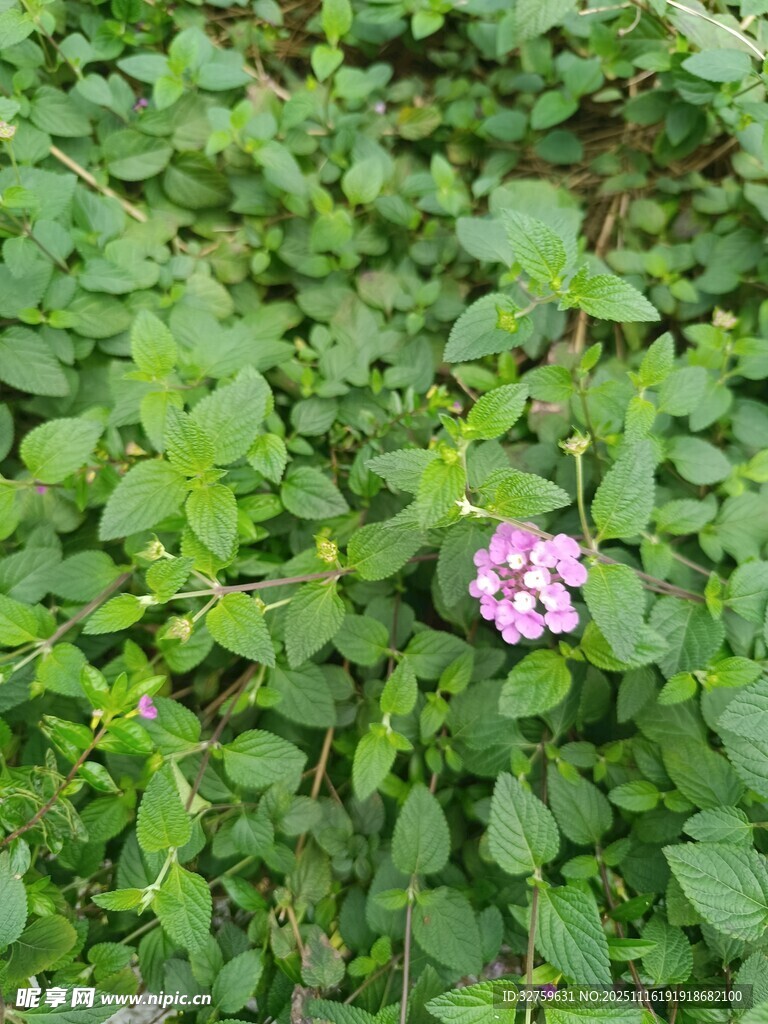 绿叶丛中的娇艳粉花
