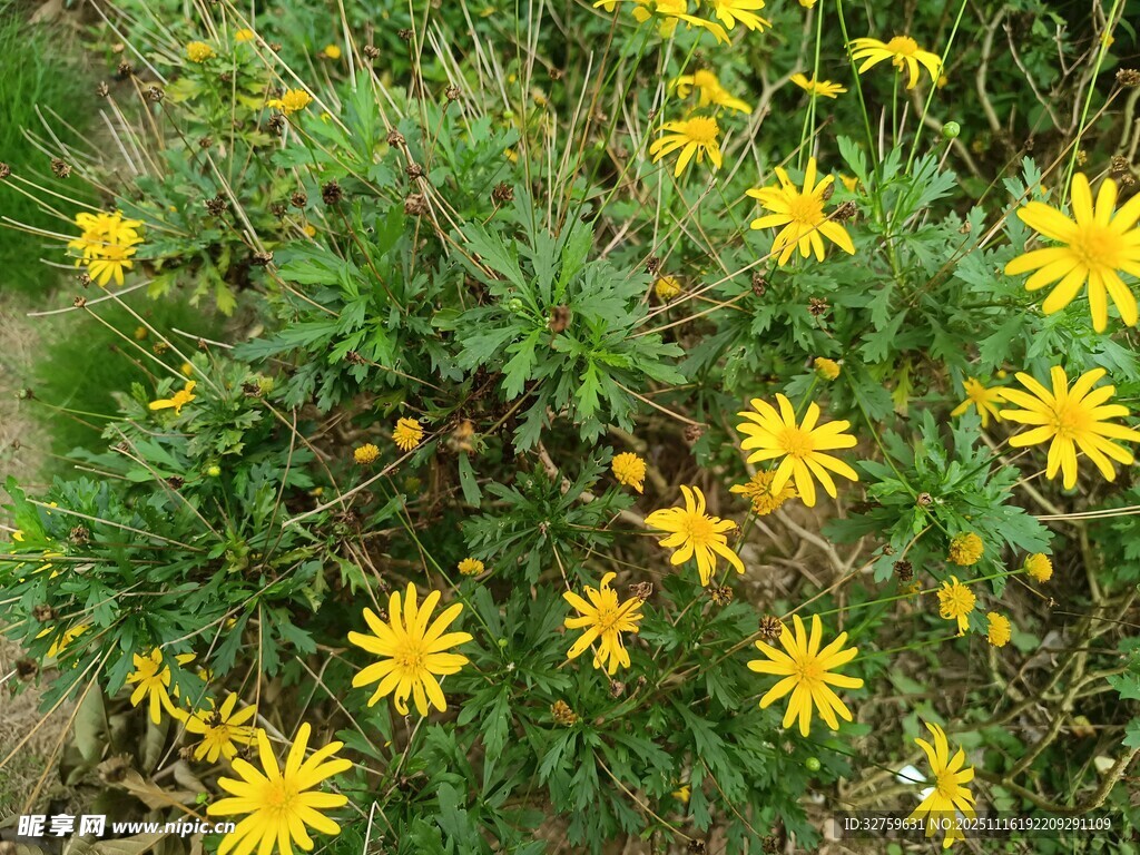 绽放的黄色小花