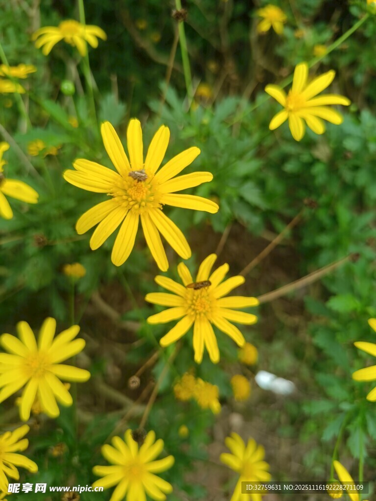 黄色小菊花绽放