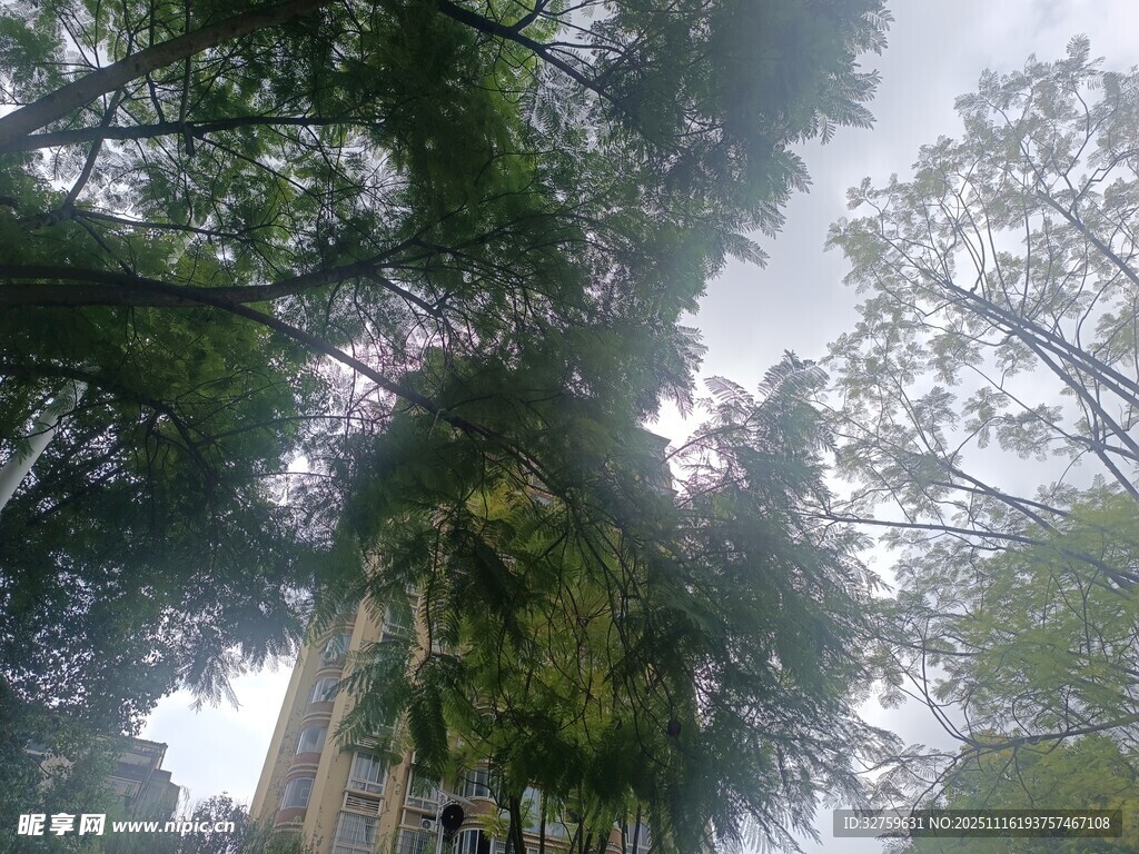 仰视葱郁参天大树