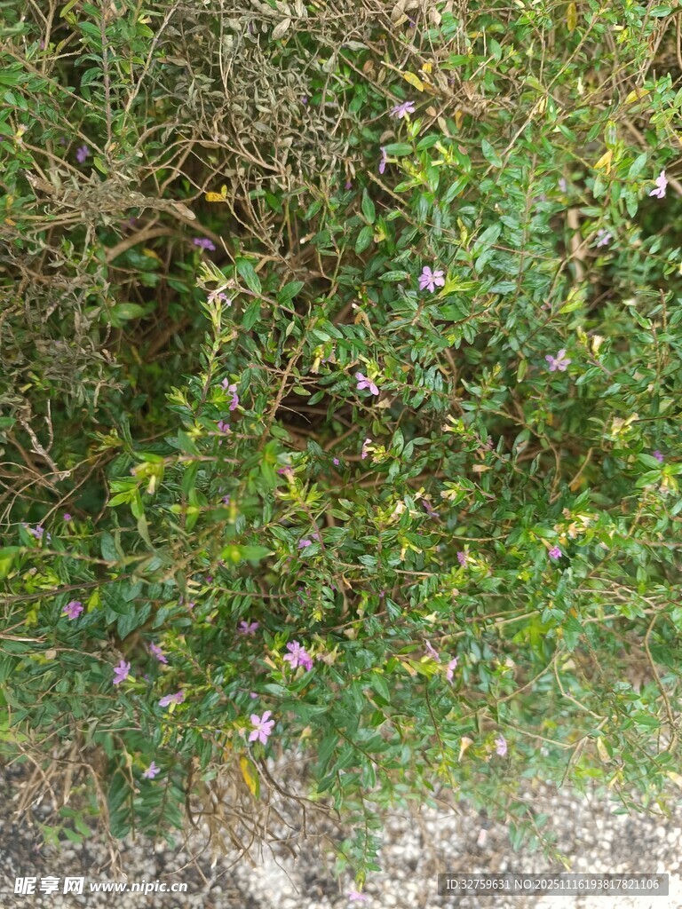 地面上的繁茂绿色植物