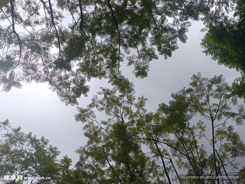 仰视茂密树林树冠