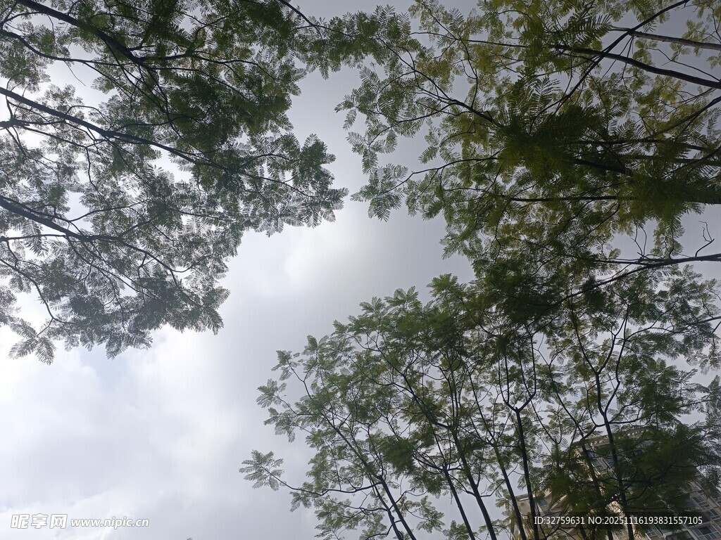 仰视茂密树林树冠