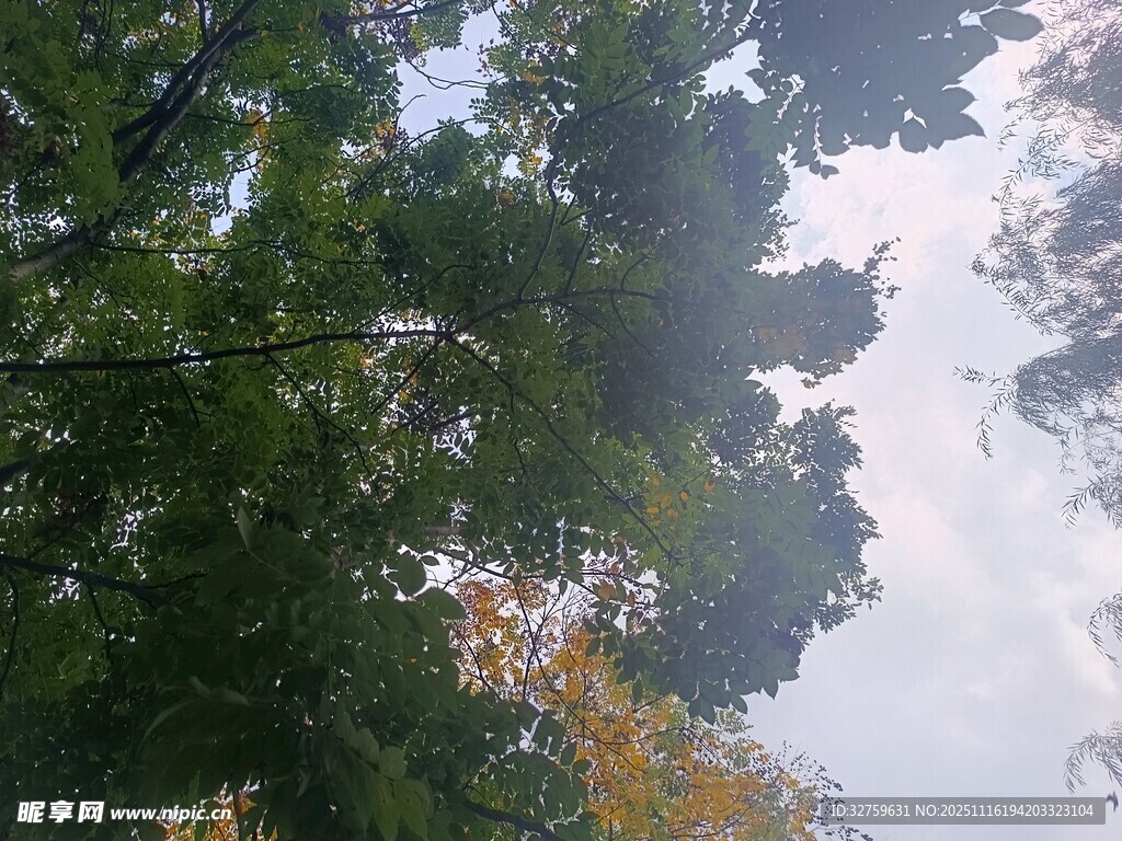 仰视茂密树林绿意盎然