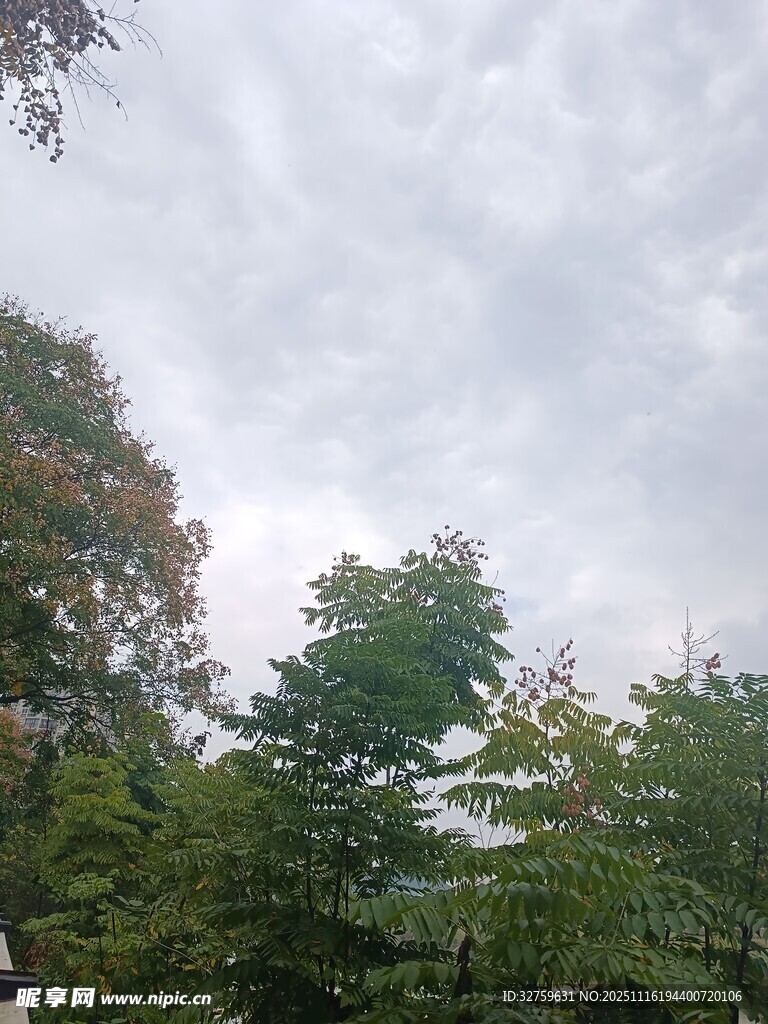 阴天中的葱郁树林