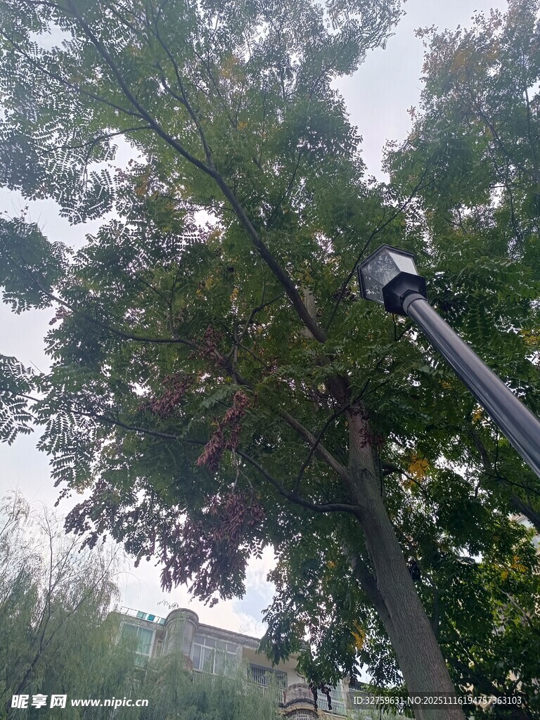 高空作业车修剪树木场景