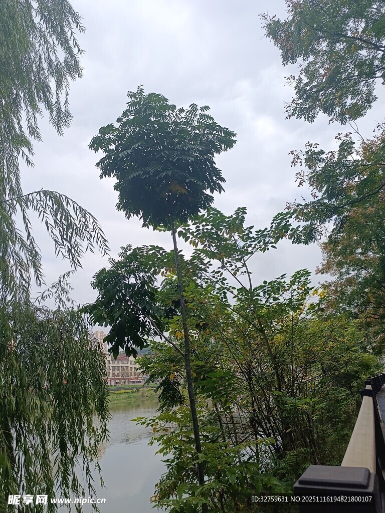 河畔绿树成荫的自然风光