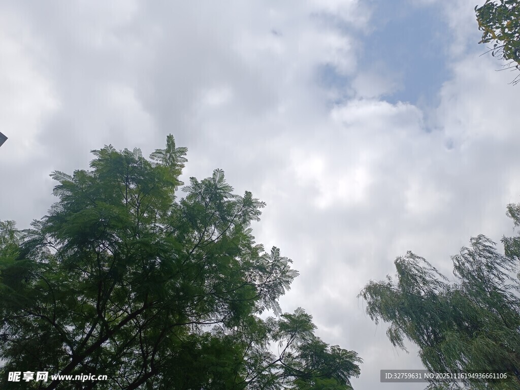 仰视绿树与蓝天白云