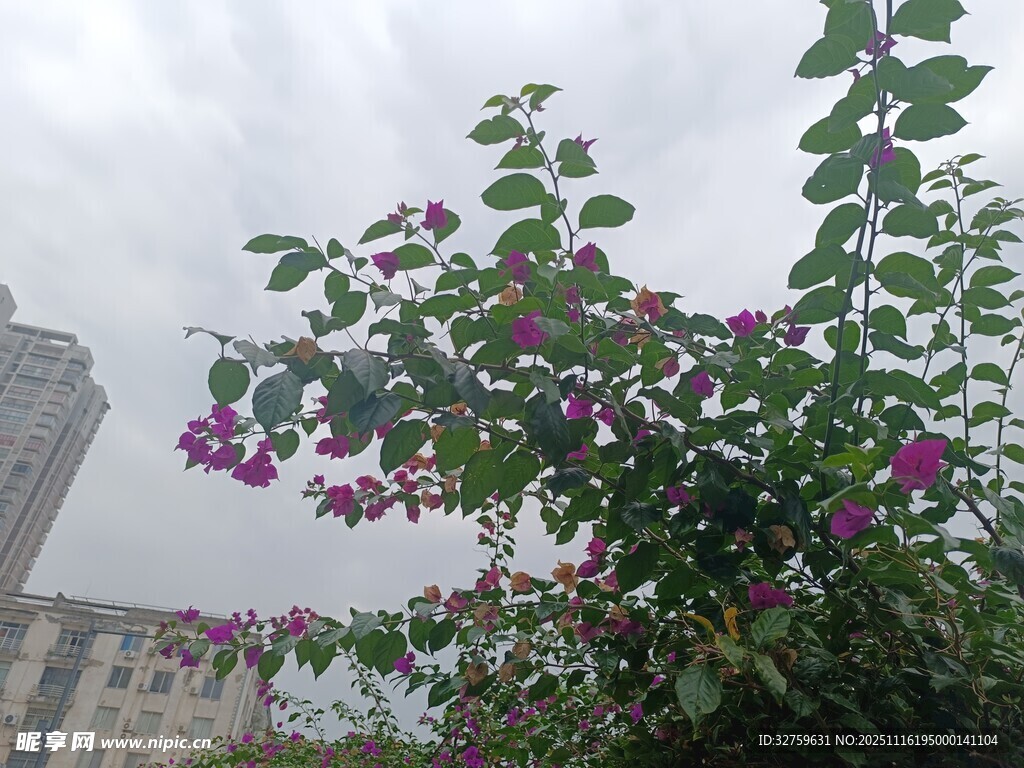 绿叶间绽放的娇艳三角梅