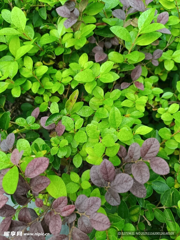 多彩叶片的绿植景观