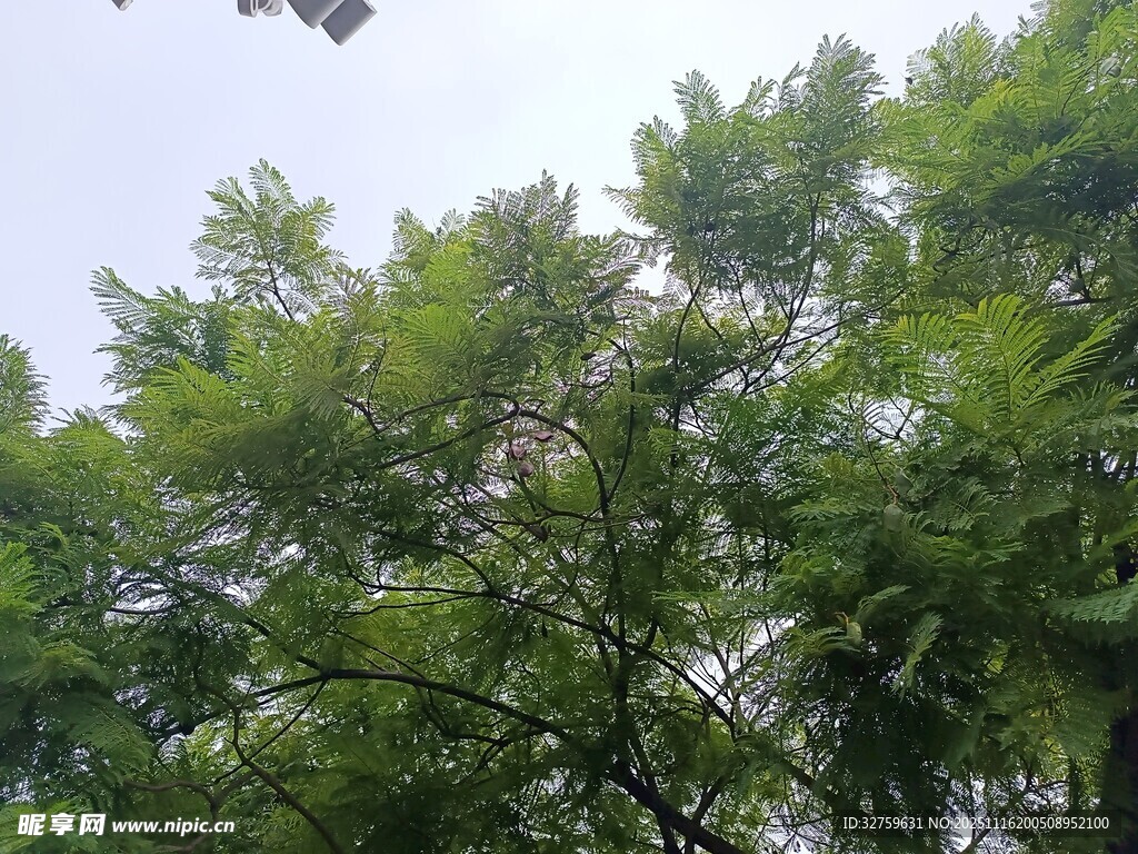 茂密绿树展现盎然生机