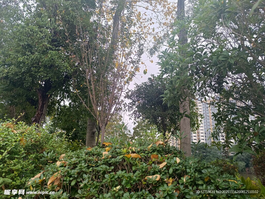 林间葱郁树木与繁茂植被