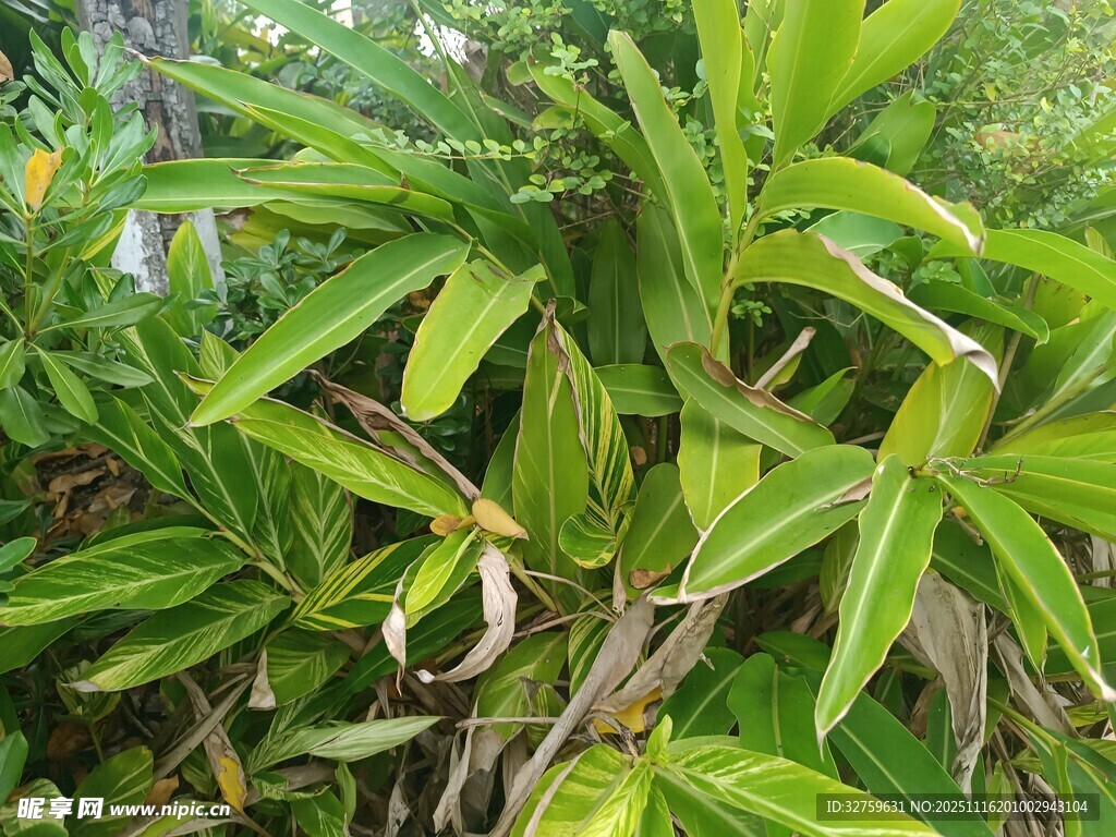 翠绿繁茂的热带植物景观