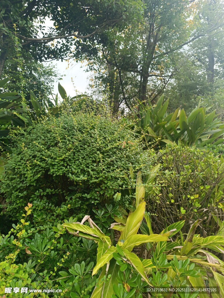茂密丛林中的多样绿植