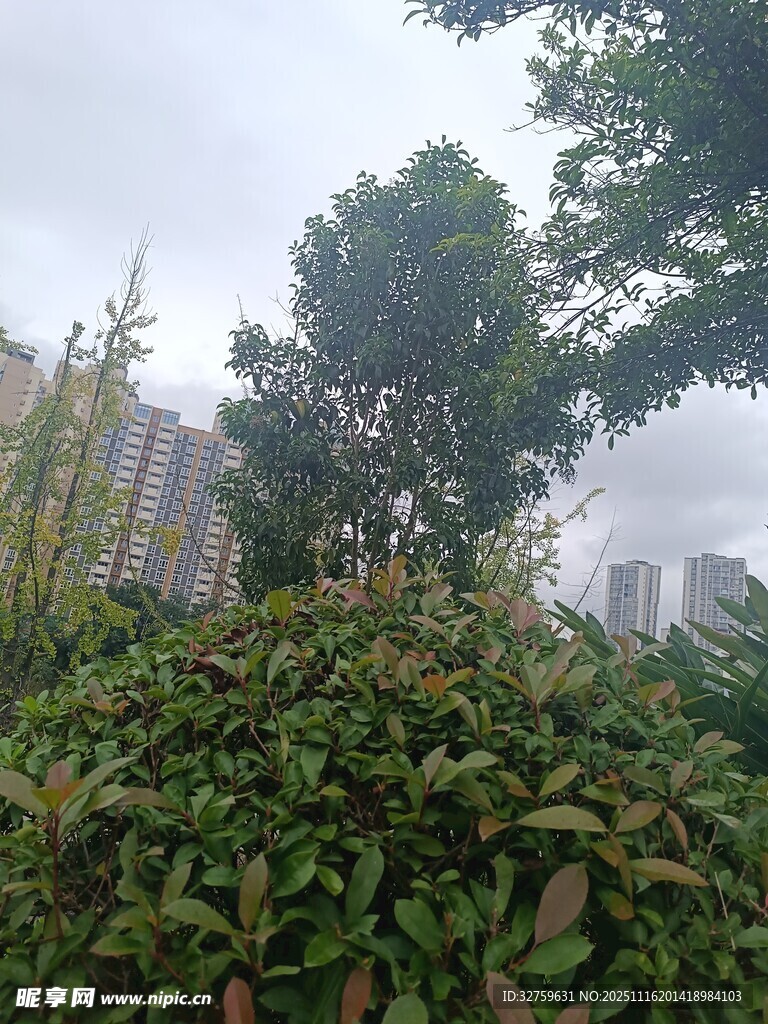 城市绿植景观