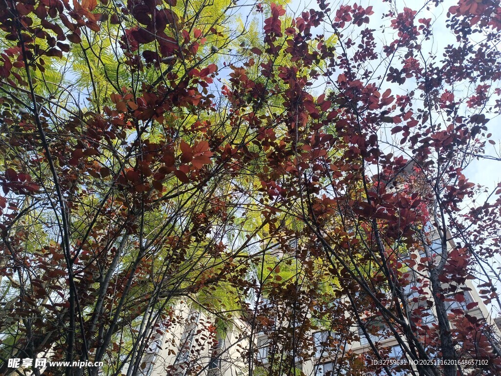 秋日斑斓树叶与建筑