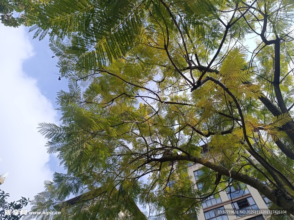 阳光下的繁茂绿树