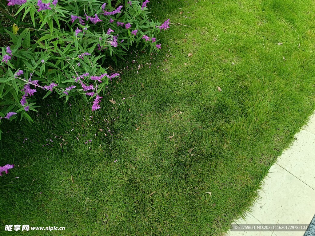 绿草间绽放的紫色小花