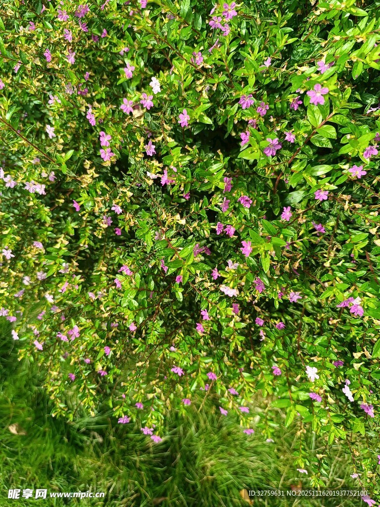 繁茂绿植中的粉色小花