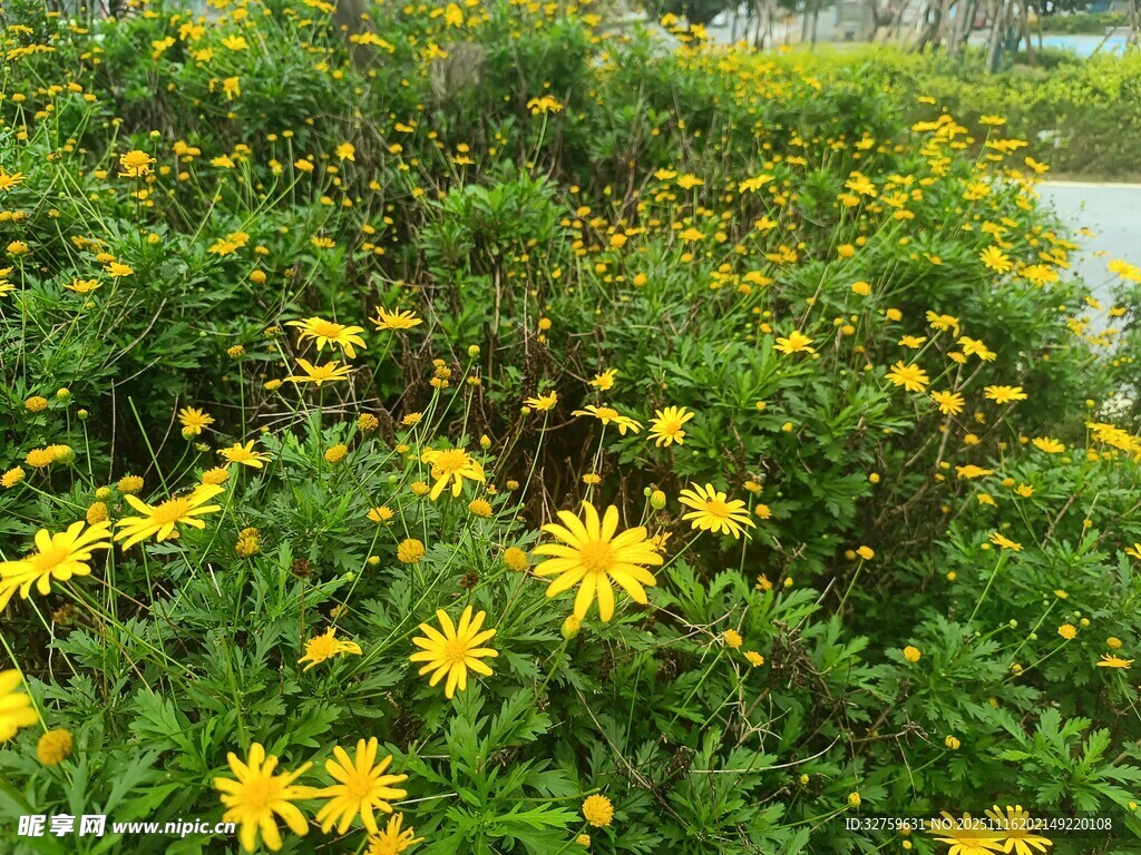 金黄灿烂的小菊花丛