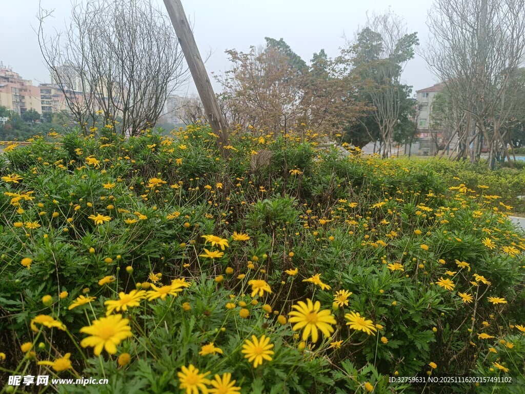 公园中绽放的黄色花卉