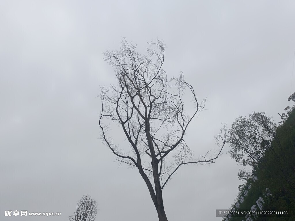 枯树立于阴沉天空下