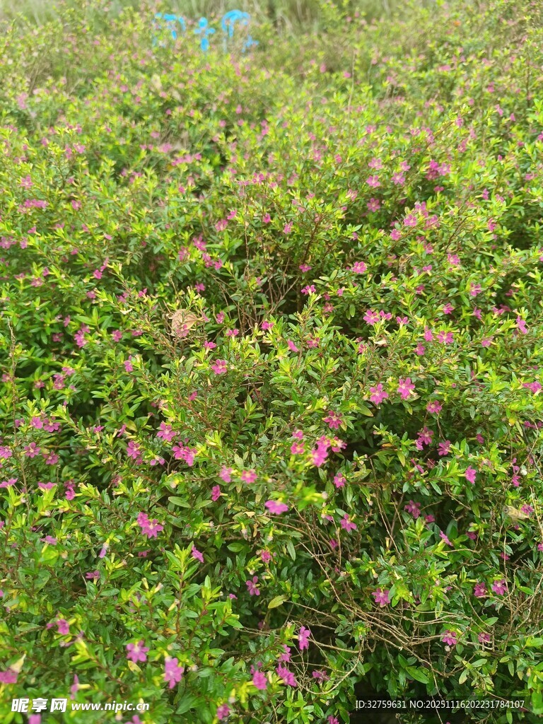 繁茂花丛中的粉色小花