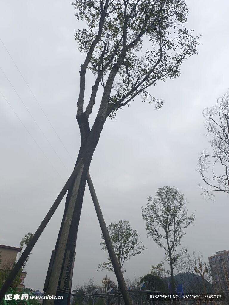 倾斜树木的支撑保护场景