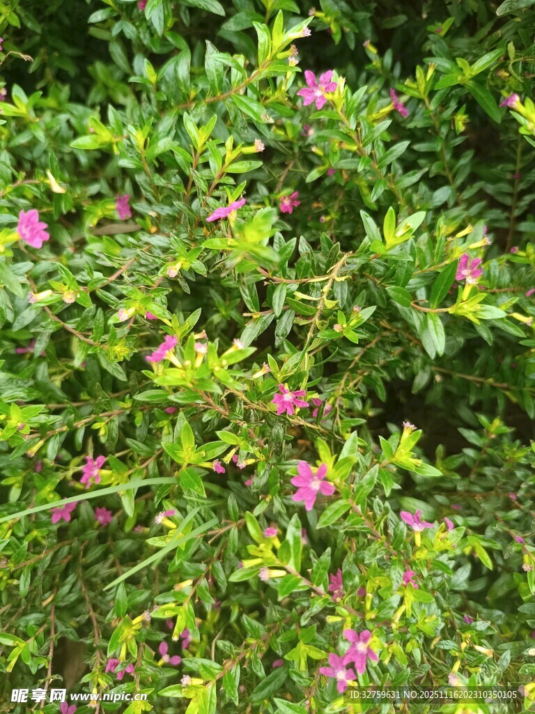 绿叶丛中的粉色小花