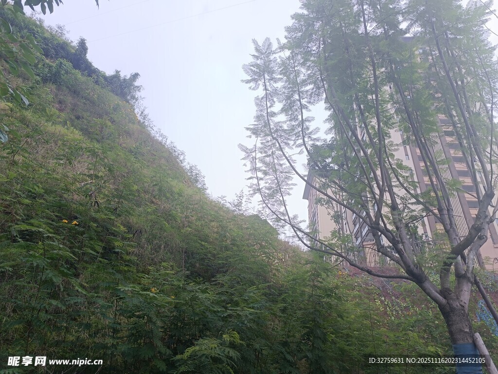 山坡绿植与树木景观