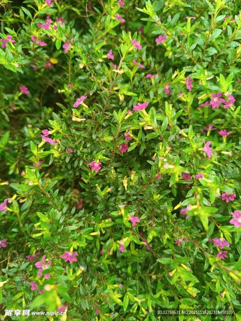 绿叶间的粉色小花