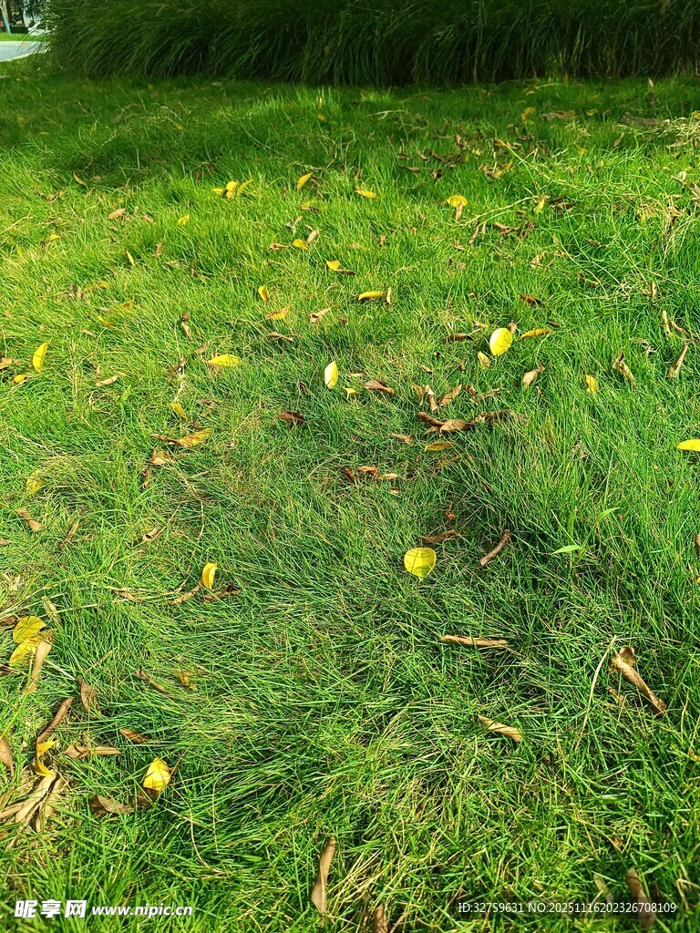 草地上的黄色小花