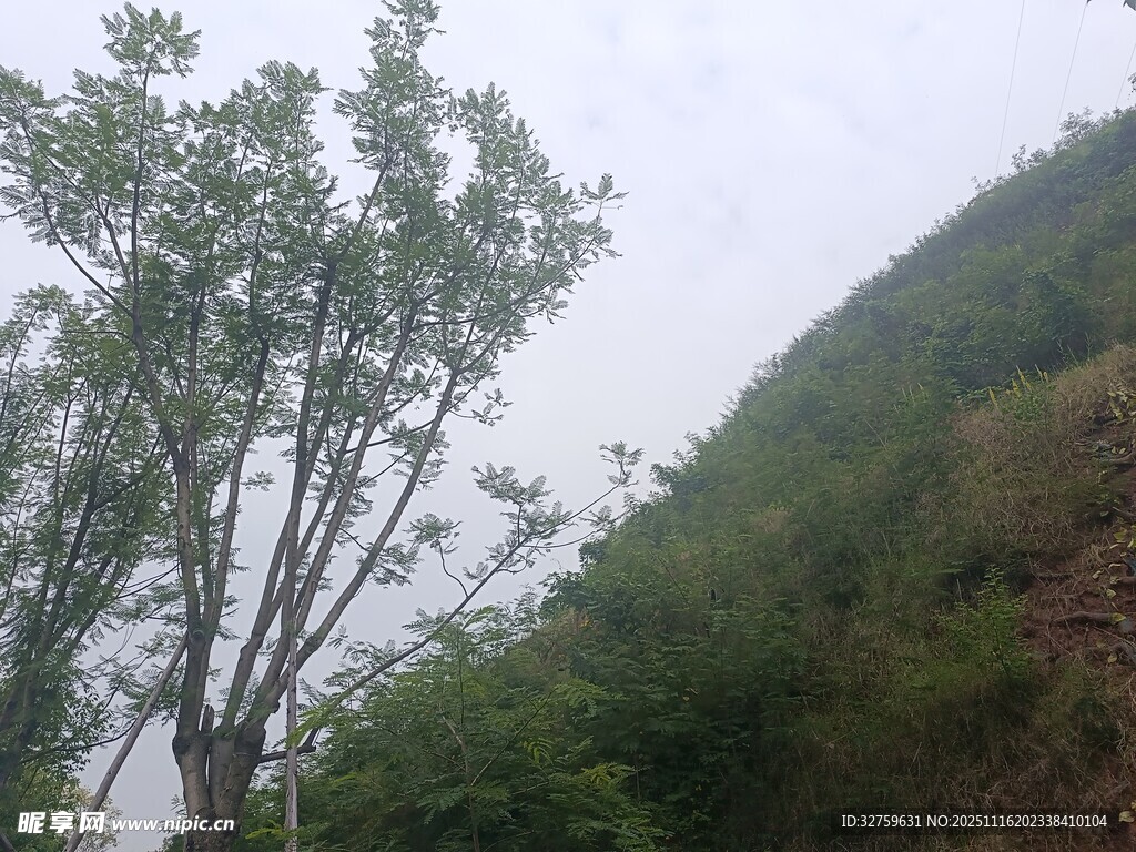 山间绿树成荫景色