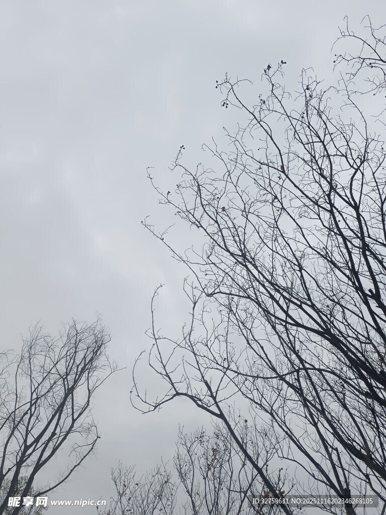 冬日光秃树枝与阴沉天空
